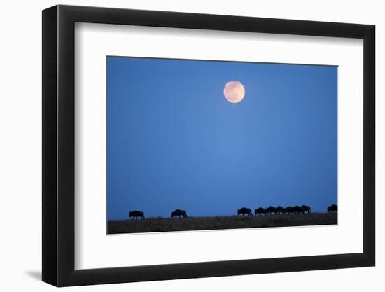 Wildebeest Below Full Moon in Masai Mara National Reserve-Paul Souders-Framed Photographic Print