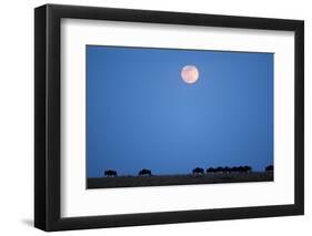 Wildebeest Below Full Moon in Masai Mara National Reserve-Paul Souders-Framed Photographic Print