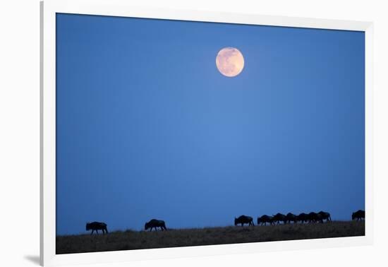 Wildebeest Below Full Moon in Masai Mara National Reserve-Paul Souders-Framed Photographic Print