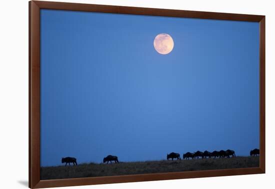 Wildebeest Below Full Moon in Masai Mara National Reserve-Paul Souders-Framed Photographic Print