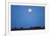 Wildebeest Below Full Moon in Masai Mara National Reserve-Paul Souders-Framed Photographic Print