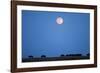 Wildebeest Below Full Moon in Masai Mara National Reserve-Paul Souders-Framed Photographic Print