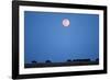 Wildebeest Below Full Moon in Masai Mara National Reserve-Paul Souders-Framed Photographic Print