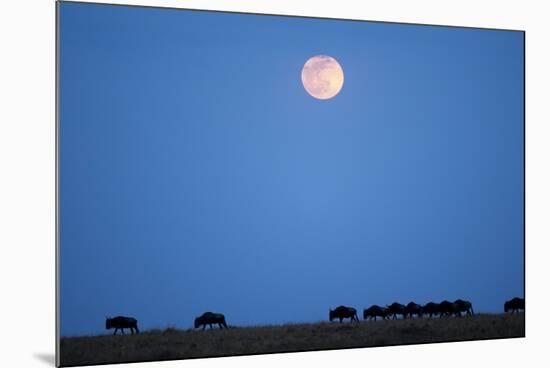 Wildebeest Below Full Moon in Masai Mara National Reserve-Paul Souders-Mounted Photographic Print