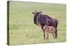 Wildebeest Besides its Calf, Ngorongoro Conservation Area, Tanzania-James Heupel-Stretched Canvas