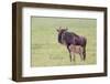Wildebeest Besides its Calf, Ngorongoro Conservation Area, Tanzania-James Heupel-Framed Photographic Print