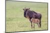 Wildebeest Besides its Calf, Ngorongoro Conservation Area, Tanzania-James Heupel-Mounted Photographic Print