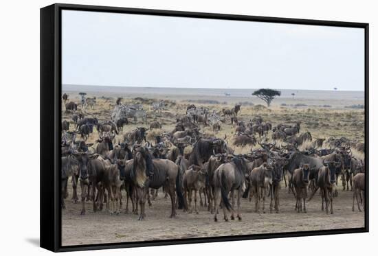 Wildebeest (Connochaetes Taurinus) Approaching the Mara River-Sergio Pitamitz-Framed Stretched Canvas