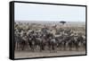 Wildebeest (Connochaetes Taurinus) Approaching the Mara River-Sergio Pitamitz-Framed Stretched Canvas