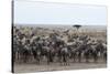 Wildebeest (Connochaetes Taurinus) Approaching the Mara River-Sergio Pitamitz-Stretched Canvas