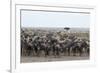 Wildebeest (Connochaetes Taurinus) Approaching the Mara River-Sergio Pitamitz-Framed Photographic Print