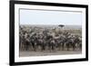 Wildebeest (Connochaetes Taurinus) Approaching the Mara River-Sergio Pitamitz-Framed Photographic Print