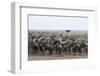 Wildebeest (Connochaetes Taurinus) Approaching the Mara River-Sergio Pitamitz-Framed Photographic Print