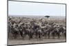 Wildebeest (Connochaetes Taurinus) Approaching the Mara River-Sergio Pitamitz-Mounted Photographic Print