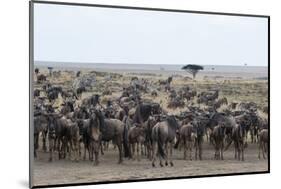 Wildebeest (Connochaetes Taurinus) Approaching the Mara River-Sergio Pitamitz-Mounted Photographic Print