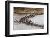 Wildebeest (Connochaetes Taurinus) Crossing the Mara River, Masai Mara, Kenya, East Africa, Africa-Sergio Pitamitz-Framed Photographic Print