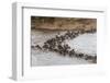 Wildebeest (Connochaetes Taurinus) Crossing the Mara River, Masai Mara, Kenya, East Africa, Africa-Sergio Pitamitz-Framed Photographic Print