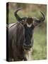 Wildebeest (Connochaetes Taurinus), Masai Mara, Kenya, East Africa, Africa-Sergio Pitamitz-Stretched Canvas