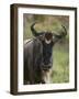 Wildebeest (Connochaetes Taurinus), Masai Mara, Kenya, East Africa, Africa-Sergio Pitamitz-Framed Photographic Print