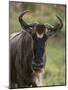 Wildebeest (Connochaetes Taurinus), Masai Mara, Kenya, East Africa, Africa-Sergio Pitamitz-Mounted Photographic Print