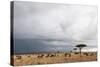 Wildebeest (Connochaetes Taurinus), Masai Mara, Kenya, East Africa, Africa-Sergio Pitamitz-Stretched Canvas