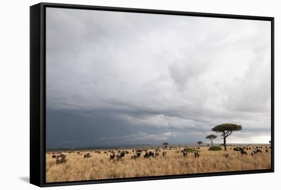 Wildebeest (Connochaetes Taurinus), Masai Mara, Kenya, East Africa, Africa-Sergio Pitamitz-Framed Stretched Canvas