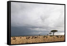 Wildebeest (Connochaetes Taurinus), Masai Mara, Kenya, East Africa, Africa-Sergio Pitamitz-Framed Stretched Canvas