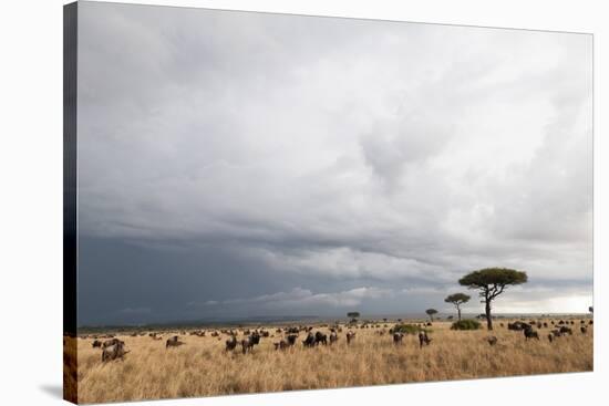 Wildebeest (Connochaetes Taurinus), Masai Mara, Kenya, East Africa, Africa-Sergio Pitamitz-Stretched Canvas
