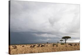 Wildebeest (Connochaetes Taurinus), Masai Mara, Kenya, East Africa, Africa-Sergio Pitamitz-Stretched Canvas