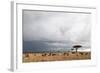 Wildebeest (Connochaetes Taurinus), Masai Mara, Kenya, East Africa, Africa-Sergio Pitamitz-Framed Photographic Print