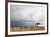 Wildebeest (Connochaetes Taurinus), Masai Mara, Kenya, East Africa, Africa-Sergio Pitamitz-Framed Photographic Print