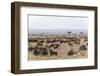 Wildebeest (Connochaetes Taurinus), Masai Mara, Kenya, East Africa, Africa-Sergio Pitamitz-Framed Photographic Print