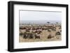 Wildebeest (Connochaetes Taurinus), Masai Mara, Kenya, East Africa, Africa-Sergio Pitamitz-Framed Photographic Print