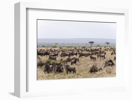 Wildebeest (Connochaetes Taurinus), Masai Mara, Kenya, East Africa, Africa-Sergio Pitamitz-Framed Photographic Print