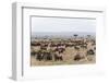 Wildebeest (Connochaetes Taurinus), Masai Mara, Kenya, East Africa, Africa-Sergio Pitamitz-Framed Photographic Print