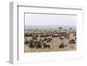 Wildebeest (Connochaetes Taurinus), Masai Mara, Kenya, East Africa, Africa-Sergio Pitamitz-Framed Photographic Print