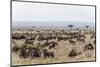 Wildebeest (Connochaetes Taurinus), Masai Mara, Kenya, East Africa, Africa-Sergio Pitamitz-Mounted Photographic Print