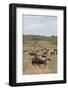 Wildebeest (Connochaetes Taurinus), Masai Mara, Kenya, East Africa, Africa-Sergio Pitamitz-Framed Photographic Print