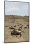 Wildebeest (Connochaetes Taurinus), Masai Mara, Kenya, East Africa, Africa-Sergio Pitamitz-Mounted Photographic Print