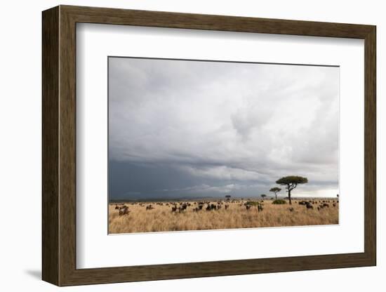 Wildebeest (Connochaetes Taurinus), Masai Mara, Kenya, East Africa, Africa-Sergio Pitamitz-Framed Photographic Print