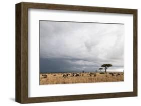 Wildebeest (Connochaetes Taurinus), Masai Mara, Kenya, East Africa, Africa-Sergio Pitamitz-Framed Photographic Print