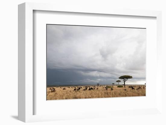 Wildebeest (Connochaetes Taurinus), Masai Mara, Kenya, East Africa, Africa-Sergio Pitamitz-Framed Photographic Print