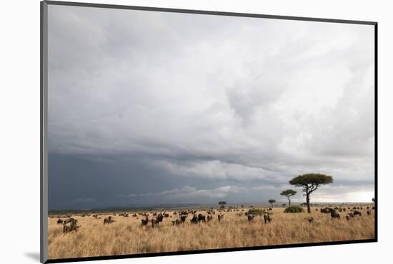 Wildebeest (Connochaetes Taurinus), Masai Mara, Kenya, East Africa, Africa-Sergio Pitamitz-Mounted Photographic Print