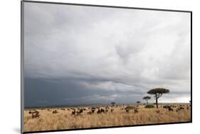 Wildebeest (Connochaetes Taurinus), Masai Mara, Kenya, East Africa, Africa-Sergio Pitamitz-Mounted Photographic Print