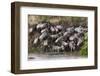 Wildebeest Crossing the River Mara, Masai Mara, Kenya-Sergio Pitamitz-Framed Photographic Print