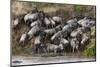 Wildebeest Crossing the River Mara, Masai Mara, Kenya-Sergio Pitamitz-Mounted Photographic Print