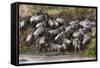 Wildebeest Crossing the River Mara, Masai Mara, Kenya-Sergio Pitamitz-Framed Stretched Canvas