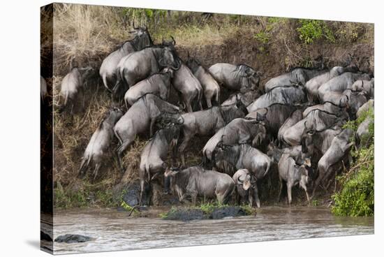 Wildebeest Crossing the River Mara, Masai Mara, Kenya-Sergio Pitamitz-Stretched Canvas