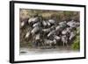 Wildebeest Crossing the River Mara, Masai Mara, Kenya-Sergio Pitamitz-Framed Photographic Print