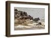 Wildebeest herd crossing Mara River in late summer, Masai Mara, Kenya, Africa-Adam Jones-Framed Photographic Print